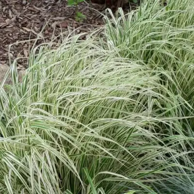 Вейник ОВЕРДАМ остроцветковый в Могилёве