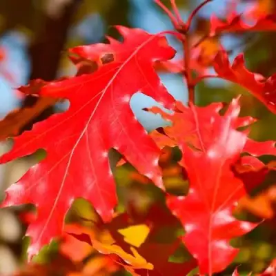 Дуб красный в Могилёве