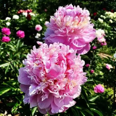 Пион ЛАВОН травянистый в Могилёве