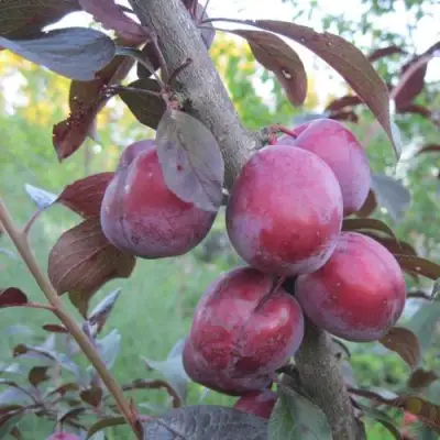 Слива ЛАМА в Могилёве