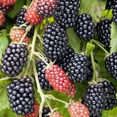 Ежевика НАВАХО бесшипная  в Могилёве