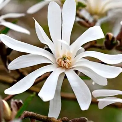 Магнолия СТЕЛЛАТА в Могилёве