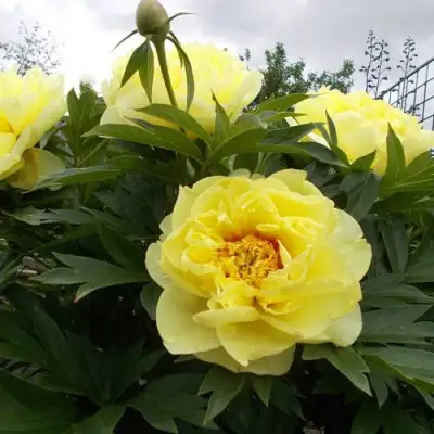 Пион БАРЦЕЛЛА (БАРТЗЕЛЛА) ито-гибрид в Могилёве