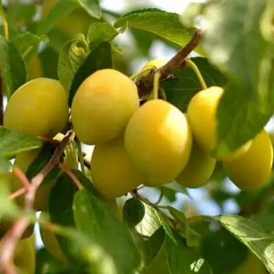 Слива ОЧАКОВСКАЯ ЖЕЛТАЯ в Могилёве