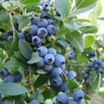 Голубика ЭЛЛИОТ в Могилёве