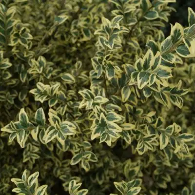 Самшит АУРЕАВАРИЕГАТА в Могилёве