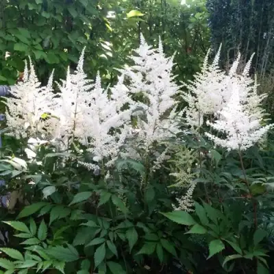 Астильба БРАУТШЛЕЙЕР Арендса в Могилёве