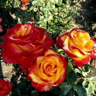 Роза ХАЙ МЭДЖИК чайно-гибридная в Могилёве