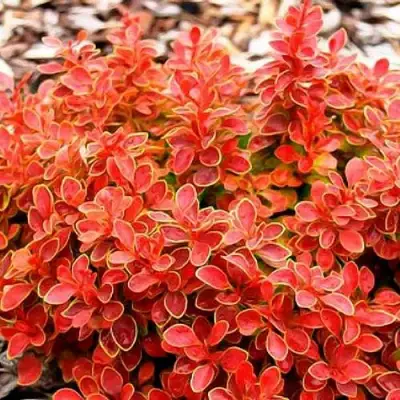 Барбарис КОРАЛ тунберга в Могилёве