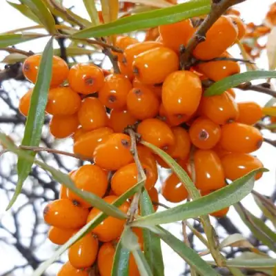 Облепиха КОСТЕР в Могилёве