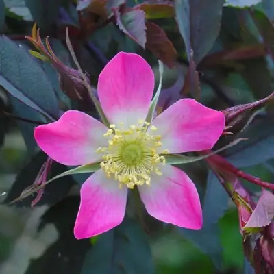 Роза сизая в Могилёве