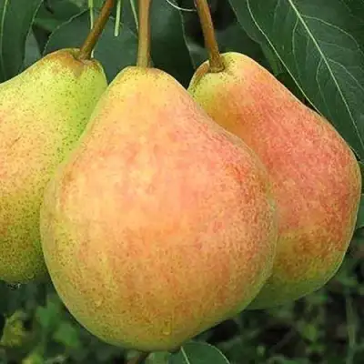 Груша ЛЮБИМИЦА ЯКОВЛЕВА в Могилёве