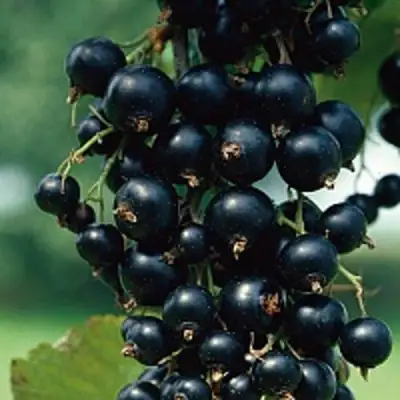 Смородина чёрная ВЕЛОЙ (ЛЕНИНГРАДСКАЯ СЛАДКАЯ) в Могилёве