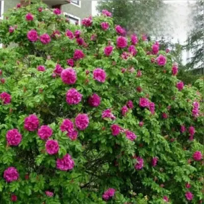 Шиповник ХАНСА в Могилёве