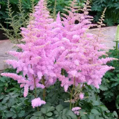 Астильба ГИАЦИНТ Арендса в Могилёве