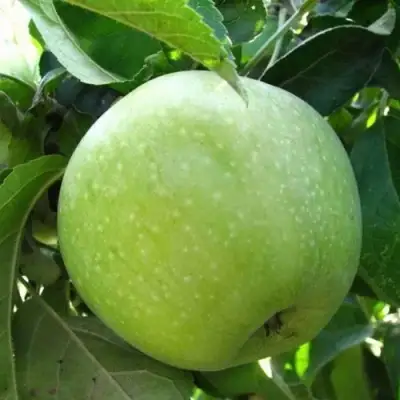 Яблоня РЕНЕТ СИМИРЕНКО в Могилёве