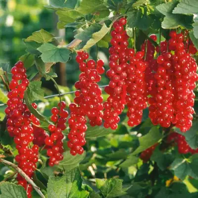 Смородина красная РУДНЕУС в Могилёве