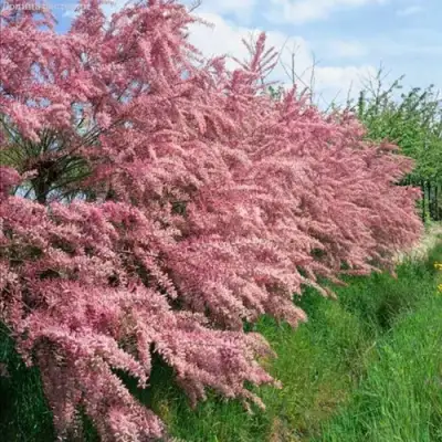 Тамарикс ПИНК КАСКАД в Могилёве