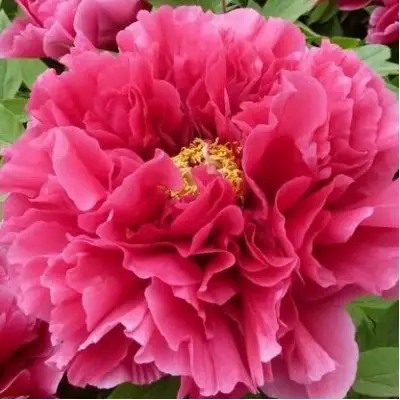 Пион КОРОЛЕВСКИЙ ЦВЕТОК древовидный в Могилёве