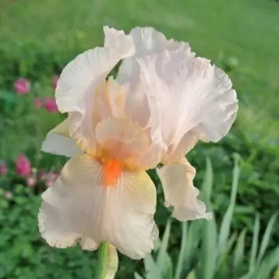 Ирис ПАТИ ДРЕСС бородатый в Могилёве