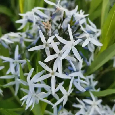 Амсония иволистная в Могилёве