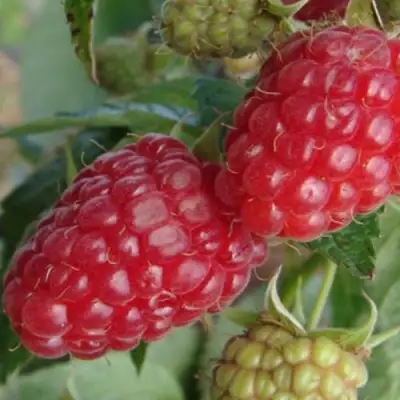 Малина РАДЗИЕВА в Могилёве