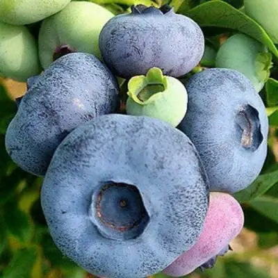 Голубика ПАТРИОТ в Могилёве