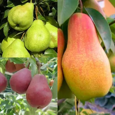 Комплект ГРУШЕВОЕ АССОРТИ в Могилёве