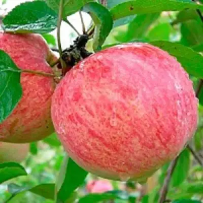 Яблоня КОРИЧНОЕ ПОЛОСАТОЕ в Могилёве