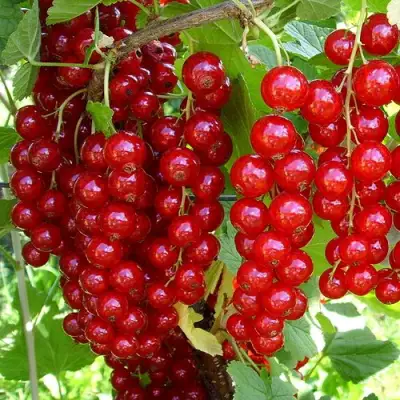 Смородина красная ЙОНКЕР ВАН ТЕТЦ в Могилёве