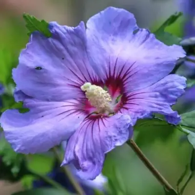 Гибискус МАРИНА сирийский в Могилёве