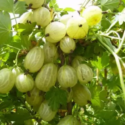 Крыжовник ИНВИКТА в Могилёве