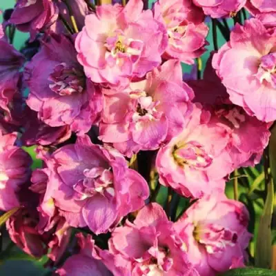 Дельфиниум ДЕЛЬФИС ПИНК ПАУЭ высокий в Могилёве