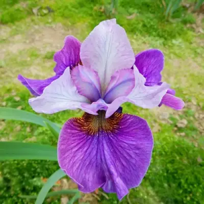 Ирис ЛАЙТ ОВ ХАРТ сибирский в Могилёве