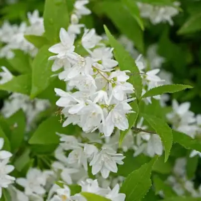 Дейция шершавая в Могилёве