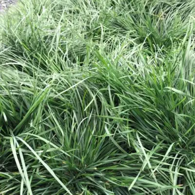 Щучка ГОЛДТАУ дернистая в Могилёве