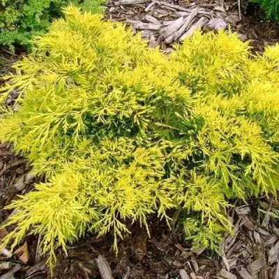 Можжевельник КИНГ ОФ СПРИНГ средний в Могилёве