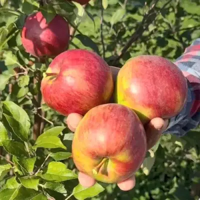 Яблоня ПОСПЕХ в Могилёве