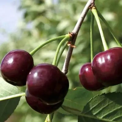 Дюк КСЕНИЯ (ЧЕРЕВИШНЯ) в Могилёве