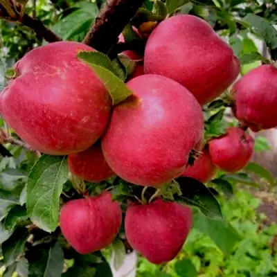 Яблоня РОЖДЕСТВЕНСКОЕ в Могилёве