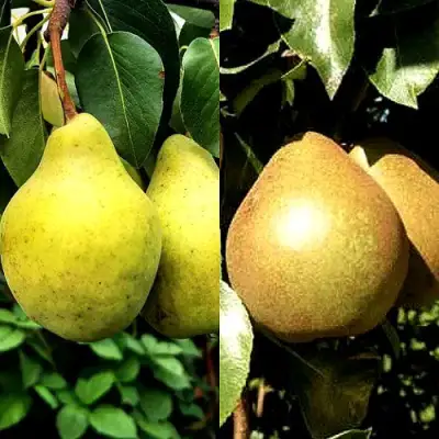 Комплект ДУЭТ в Могилёве