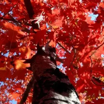 Дуб красный в Могилёве