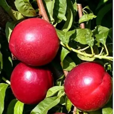 Нектарин ХАРКО в Могилёве