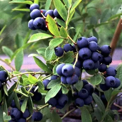 Голубика ДЖЕРСИ в Могилёве