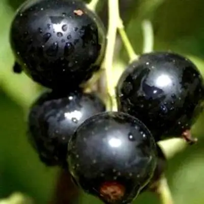 Смородина чёрная ВИНОГРАДНАЯ в Могилёве