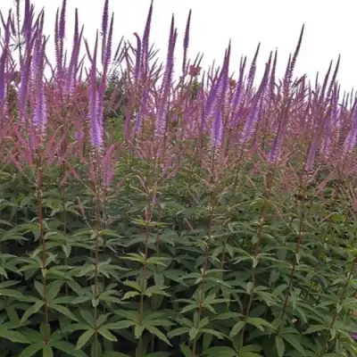 Вероникаструм ФАСЦИНЕЙШН в Могилёве