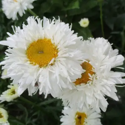 Нивяник КРЕЙЗИ ДЕЙЗИ наибольший в Могилёве