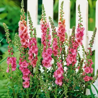 Коровяк ПИНК ДОМИНО гибридный (вербаскум) в Могилёве