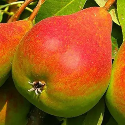 Груша ГЕРА в Могилёве