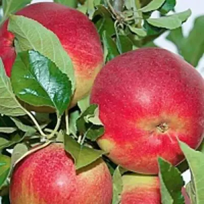 Яблоня СЕНАТОР колонновидная в Могилёве